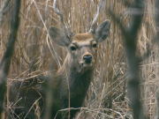 エルブルズのシンボル的存在「鹿」。野生の迫力！